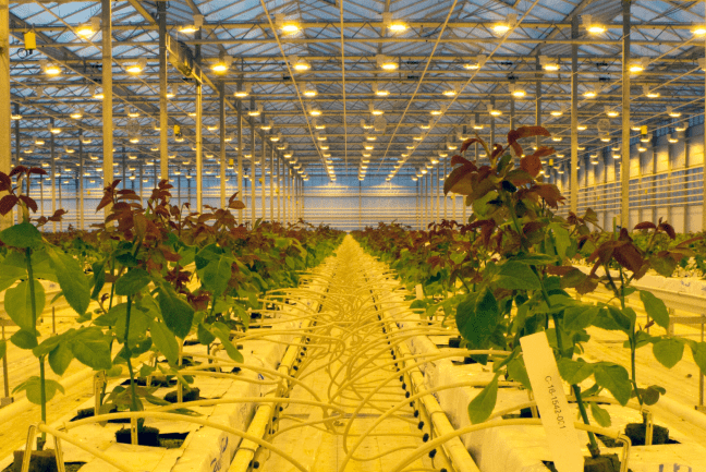 The Essential Balance of O2 and CO2 in your Greenhouse