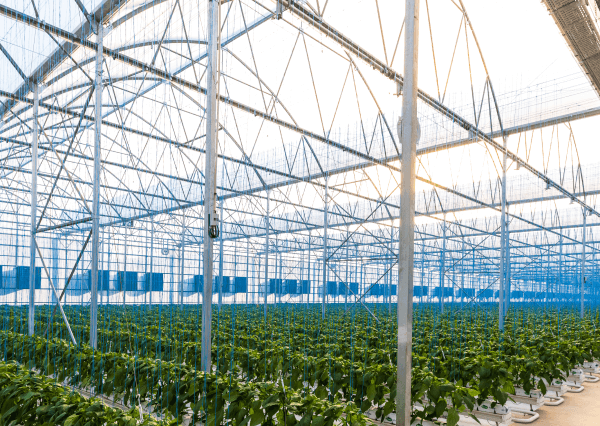 Greenhouse Structures