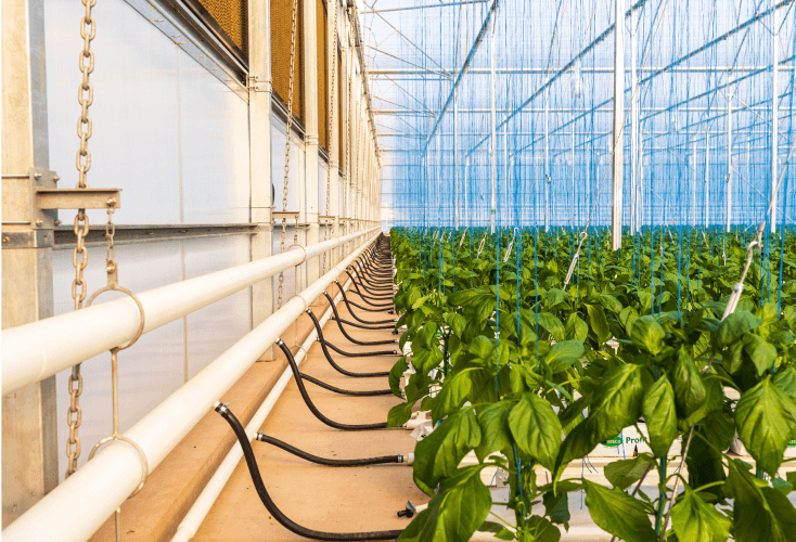 Greenhouse Technology Solutions Vegtech Netafim Netafim