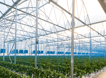 Greenhouse Structures