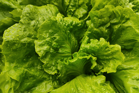 Nutrient Film Technique