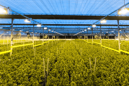 The Role of Grow Lights in Greenhouses