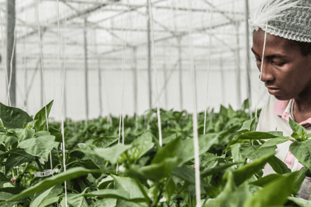 Food Security in Africa