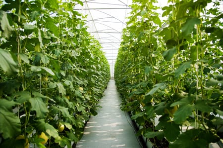 The Hidden Cost of a Packed Greenhouse