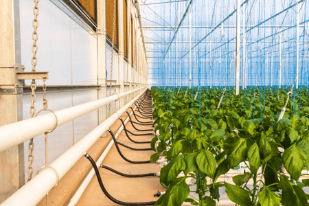 Costs & Considerations of Greenhouse Farming
