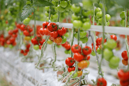 How Would Your Plate Look Without Greenhouses?