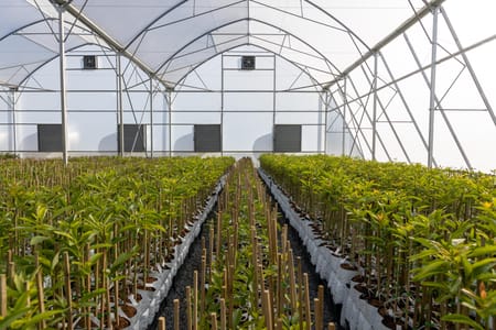 Pros and cons of poly, glass and geodesic domes