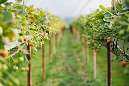 Turning 1 Strawberry Plant into Millions