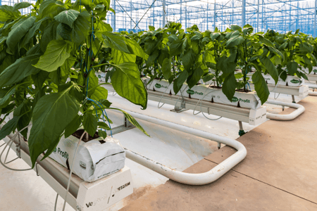 Why more Farmers turn to Hydroponics
