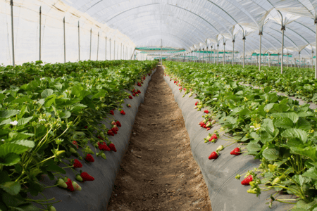 Not All Mulch Is Created Equal