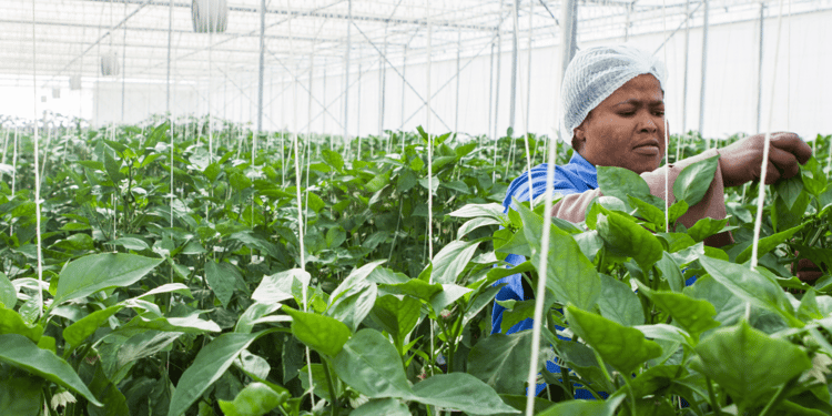 Greenhouse Crops