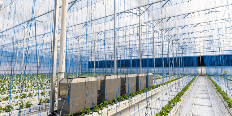 Greenhouse Structures
