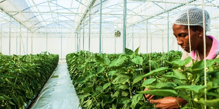 Sustainability