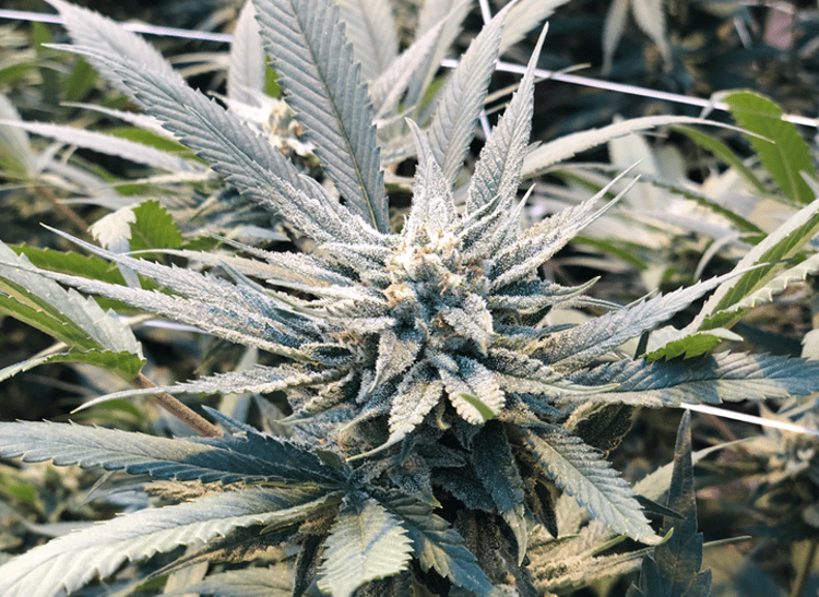 cannabis in greenhouse 3