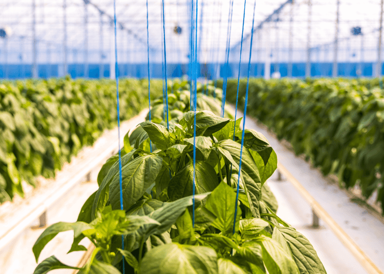 Vegtech products-growing-systems