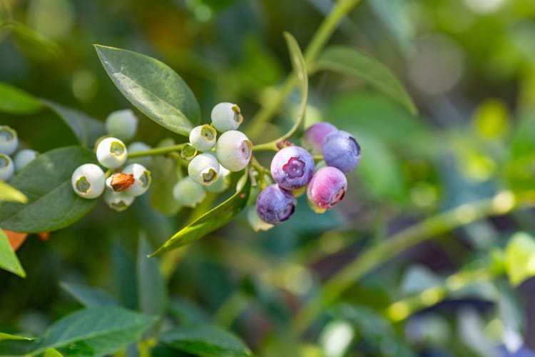 Blueberries - South Africa 8