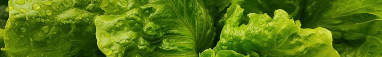 Banner Nutrient Film Technique