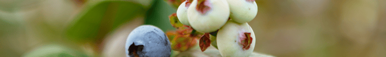 Banner Fascinating facts about the global blueberry industry