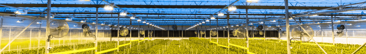 Banner The Role of Grow Lights in Greenhouses