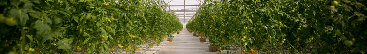 5 Big Benefits of Greenhouses