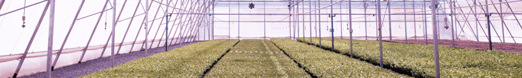 Nurseries: Giving plants the best start in life