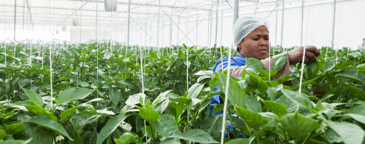 Greenhouse Crops 