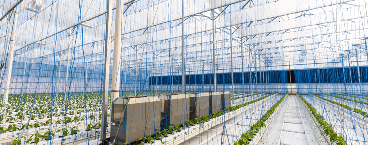 Greenhouse Structures 