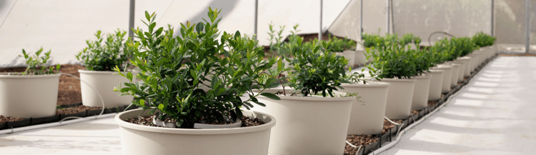 Banner Agronomists: Key to growing success