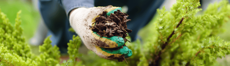 Banner All about growing mediums