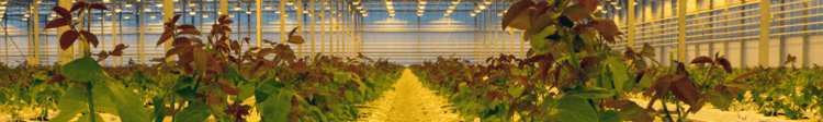 Banner The Essential Balance of O2 and CO2 in your Greenhouse