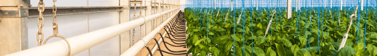 Banner Costs & Considerations of Greenhouse Farming
