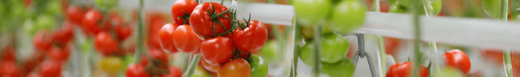 Banner How Would Your Plate Look Without Greenhouses?