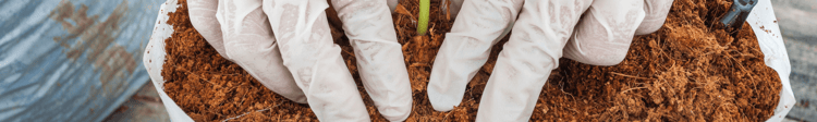Banner Is Coir the Perfect Growing Medium?