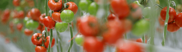 Banner Netafim and Vegtech Netafim: Growing in Mali