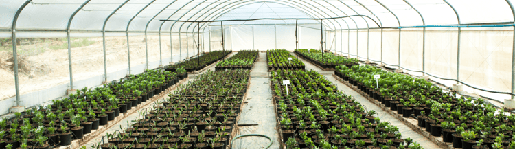 Banner The art of growing bulbs in greenhouses