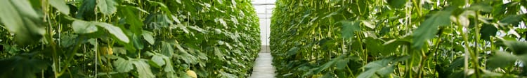 Banner The Hidden Cost of a Packed Greenhouse