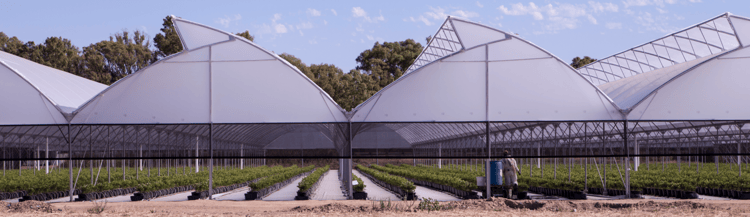 Banner What goes into our end-to-end greenhouse projects?