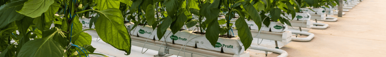 Banner Why more Farmers turn to Hydroponics