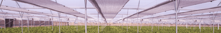 Banner The most useful tool in a greenhouse