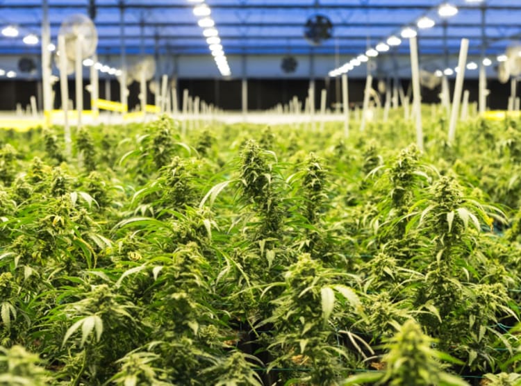 Felbridge Medical Cannabis