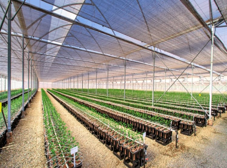 Komati Fruit Nursery