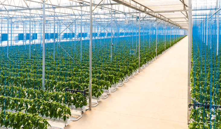 Greenhouse Crops