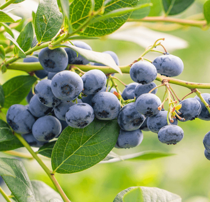 Growing Crops Using Greenhouse Solutions | Vegtech Netafim - Netafim