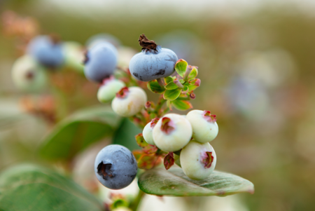 Fascinating facts about the global blueberry industry