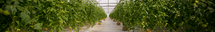 5 Big Benefits of Greenhouses