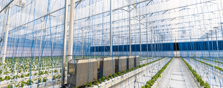 Greenhouse Structures 