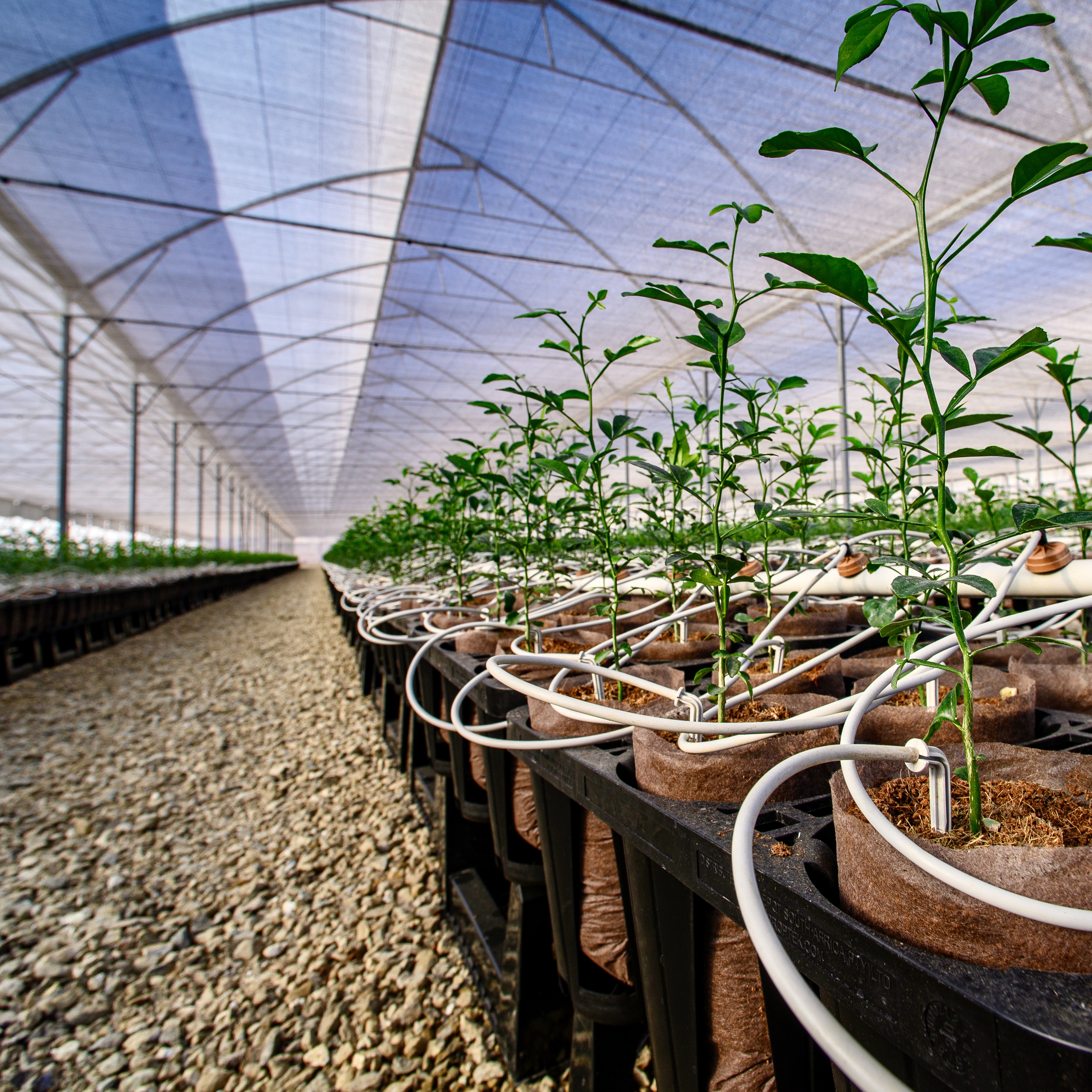 Komati Fruit Nurseries, Mpumalanga Netafim