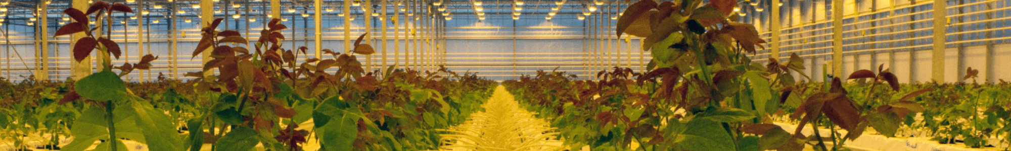 The Essential Balance of O2 and CO2 in your Greenhouse | Vegtech ...