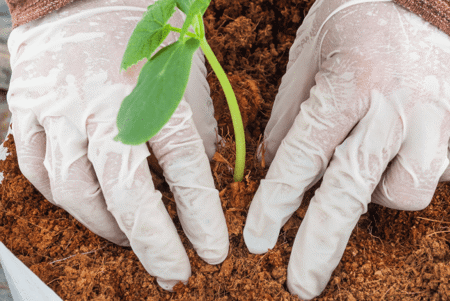 Is Coir the Perfect Growing Medium?